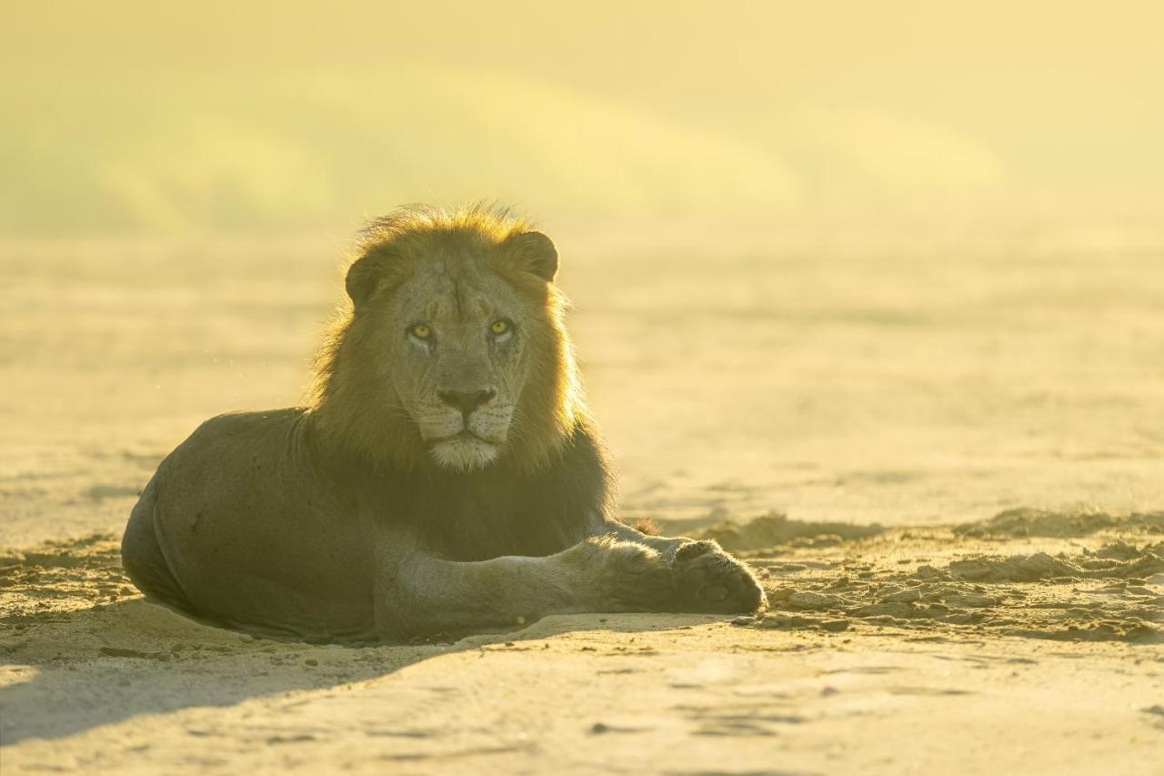 Rhino Sands Safari Camp Manyoni Private Game Reserve Exterior foto